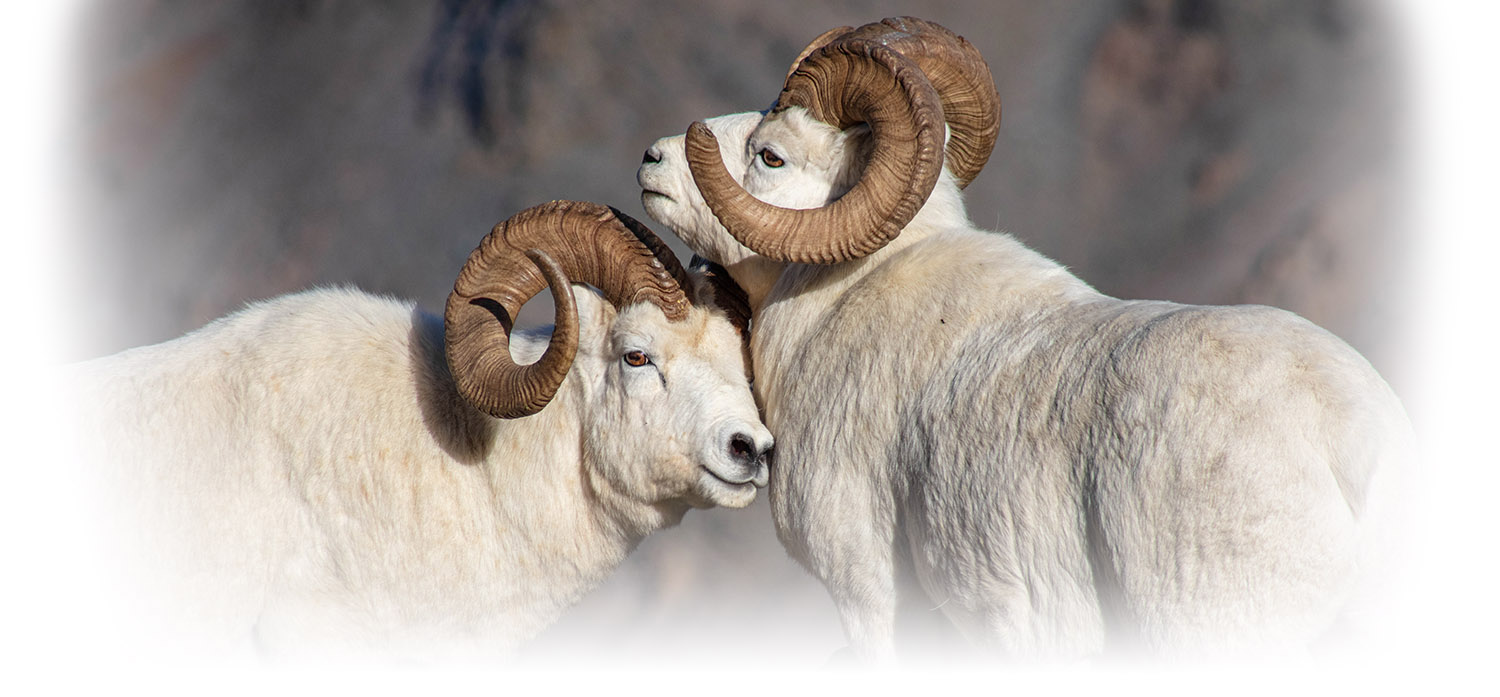 Two Dall's sheep rams